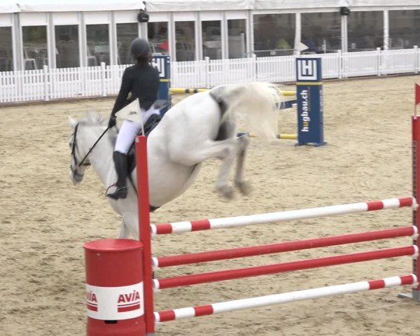 Reitturnier Amriswil 2024