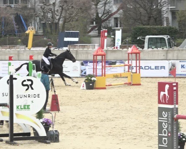 Reitturnier Amriswil 2024