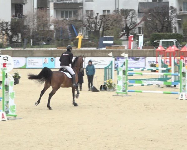 Reitturnier Amriswil 2024