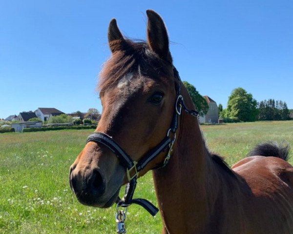 Deckhengst Hello Mex (Deutsches Reitpony, 2018, von Honeymoon Star) Deckhengst Hello Mex (Deutsches Reitpony, 2018, von Honeymoon Star)