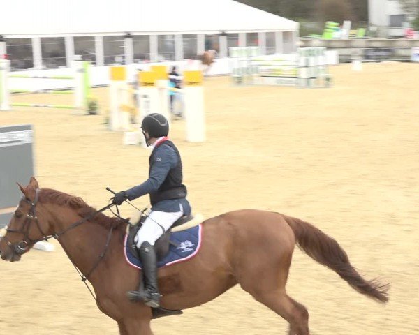 Reitturnier Amriswil 2024
