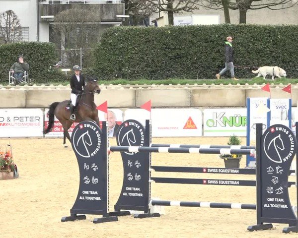 Reitturnier Amriswil 2024
