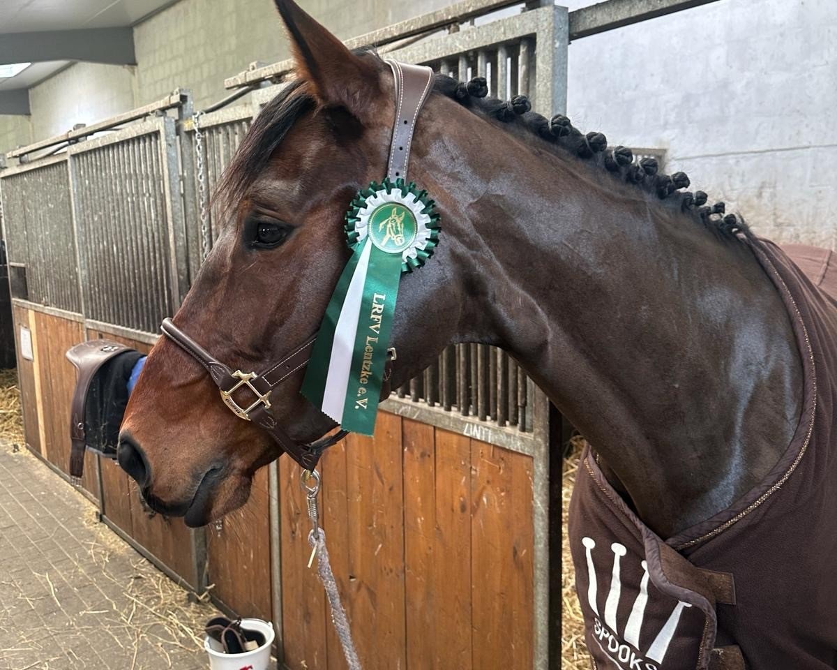 jumper Tache D'Or 'h' (Belgian Warmblood, 2019, from Oliver Obolensky)