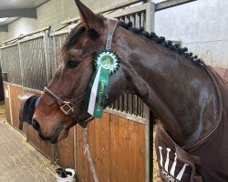 jumper Tache D'Or 'h' (Belgian Warmblood, 2019, from Oliver Obolensky)