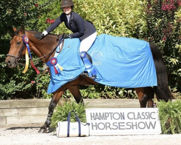 jumper Zernike K (KWPN (Royal Dutch Sporthorse), 2004, from Sam R) jumper Zernike K (KWPN (Royal Dutch Sporthorse), 2004, from Sam R)
