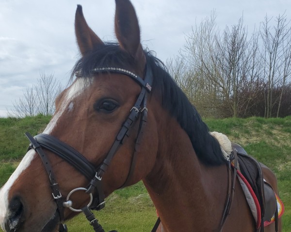 Springpferd Casadillo (Westfale, 2019, von Casalido)