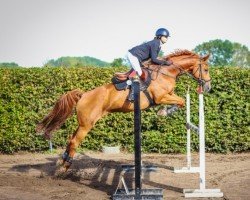 jumper Camy 3 (German Sport Horse, 2010, from Pikeur Crossfire)