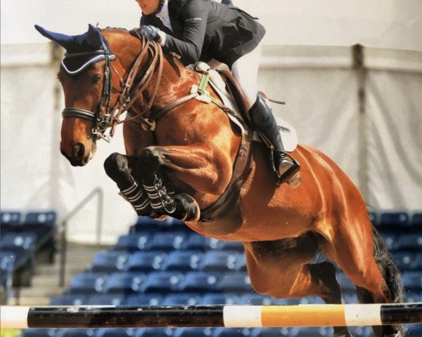 broodmare Ballade van het Indihof (Belgian Warmblood, 2001, from Thunder van de Zuuthoeve)