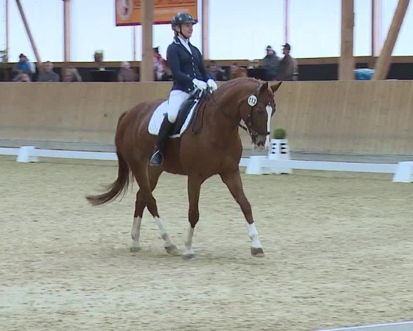 Reitturnier Grafenrheinfeld/Ufr. 2024