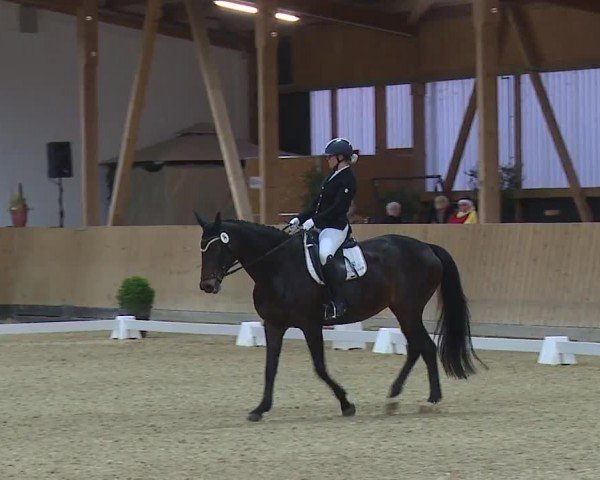 Reitturnier Grafenrheinfeld/Ufr. 2024
