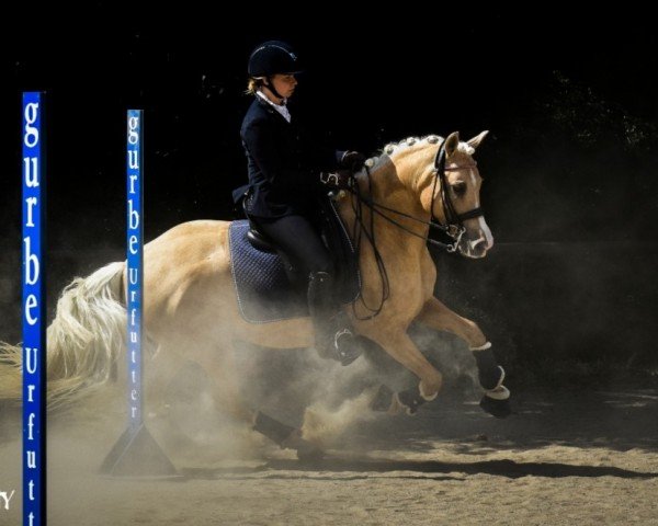 dressage horse Koring's Kalvino de la Luz (German Warmblood, 2013, from Hosco XXI)
