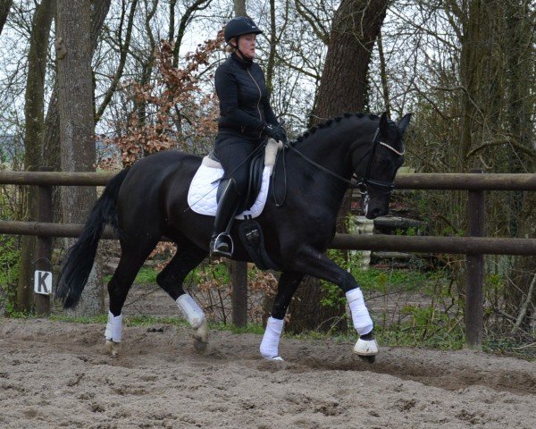 Pferd Diwita (Hannoveraner, 2019, von Don Martillo)
