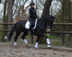 dressage horse Diwita (Hanoverian, 2019, from Don Martillo)
