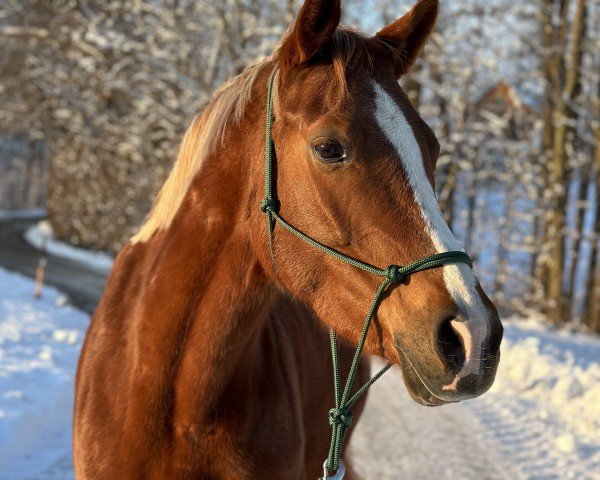 dressage horse Zöthens Candle Light (German Riding Pony, 2018, from Cosmopolitan NRW)