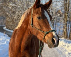 dressage horse Zöthens Candle Light (German Riding Pony, 2018, from Cosmopolitan NRW)