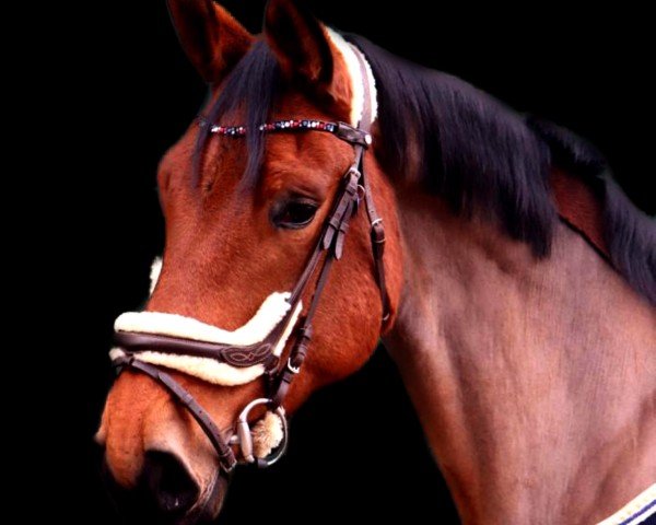 jumper Ami de la Grandeur (Oldenburg show jumper, 2018, from Armison)