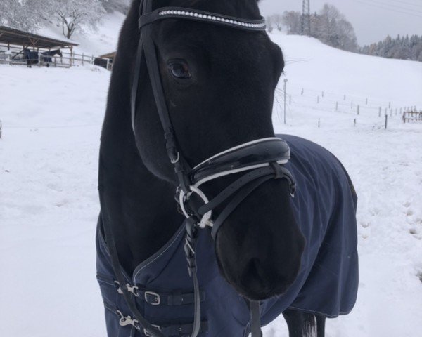 horse Black Jack von Weidmannsruh (Hanoverian, 2018, from Bernay)