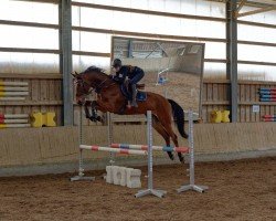 Springpferd Chacoony N (Deutsches Sportpferd, 2016, von Chacco-Blue)