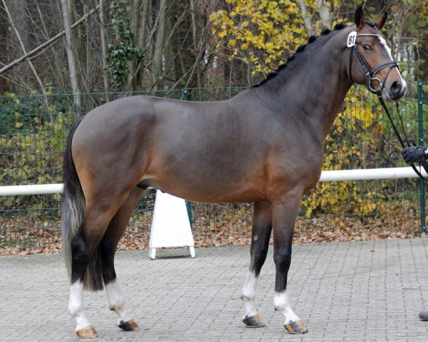 Deckhengst Mylord Carwyn (Deutsches Reitpony, 2011, von Machno Carwyn)