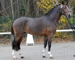 Stallion Mylord Carwyn (German Riding Pony, 2011, from Machno Carwyn)