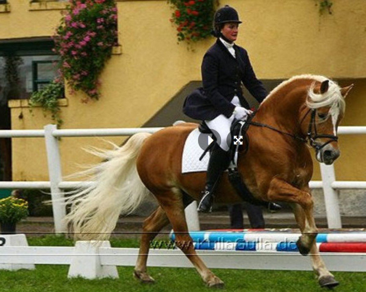 Deckhengst Wildbach (Haflinger, 1998, von Winterstern)
