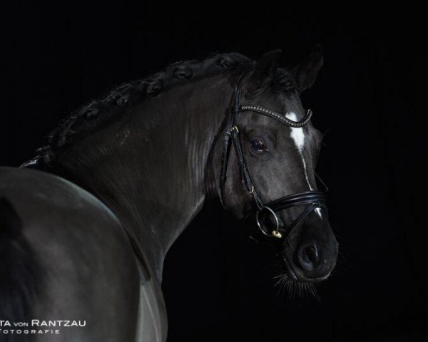 Deckhengst Null-Null-Sieben (Deutsches Reitpony, 2013, von Nutrix)