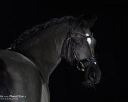 Deckhengst Null-Null-Sieben (Deutsches Reitpony, 2013, von Nutrix)