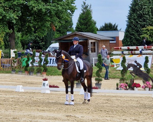 Dressurpferd Santiano WF (Westfale, 2014, von Sunday)