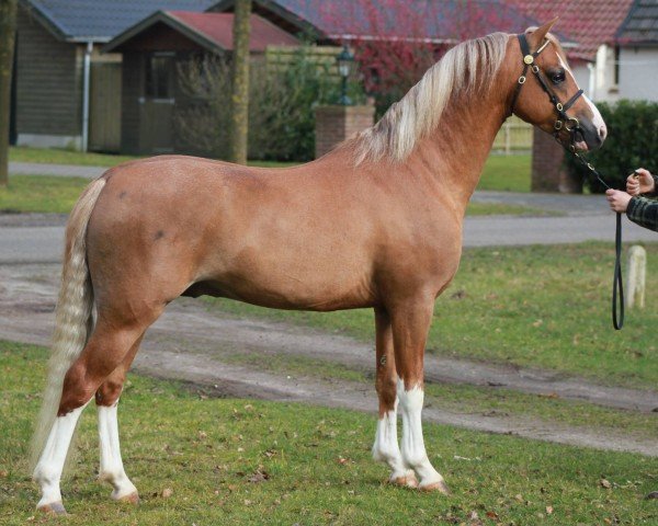 stallion Ysselvliedts Free Ladykiller (Welsh-Pony (Section B), 2011, from Glansevin Graffiti)