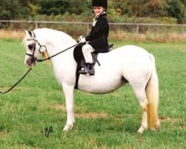 broodmare Revel So Shy (Welsh mountain pony (SEK.A), 1993, from Revel Humming Top)