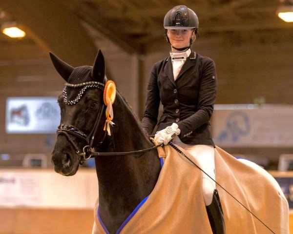 dressage horse Freiherr Von Otterndorf (Rhinelander, 2017, from Frascino)