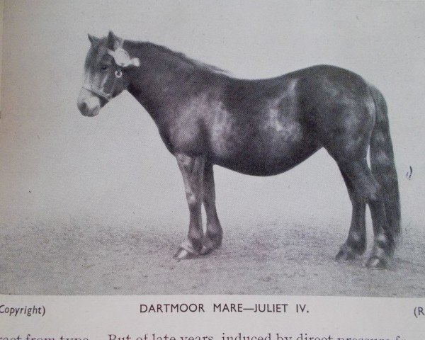 Zuchtstute Juliet IV (Dartmoor-Pony, 1923, von The Leat)