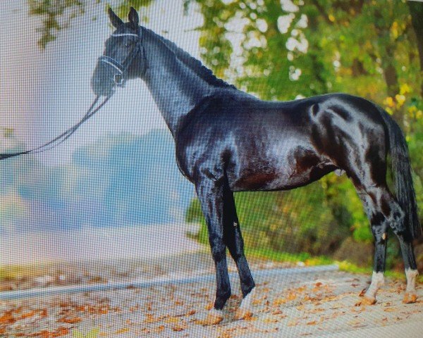 Pferd Mr. Millennium (Oldenburger, 2020, von Mykonos)