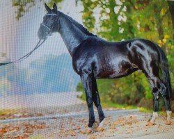 Pferd Mr. Millennium (Oldenburger, 2020, von Mykonos)