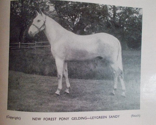horse Leygreen Sandy (New Forest Pony, 1938, from Forest Horse)