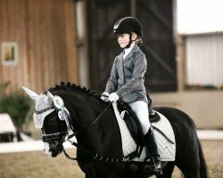 Dressurpferd Taifun 213 (Welsh Pony (Sek.B), 2011)
