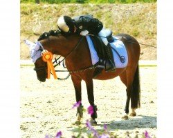 dressage horse Marcel (Welsh-Pony (Section B), 2002, from Glantir Macaulay)