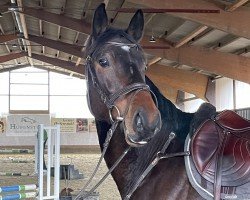 jumper Dia Deluxe 2 (Oldenburg show jumper, 2020, from Dia Corrado)