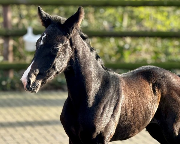 Pferd PS Superlike (Hannoveraner,  , von So Perfect)