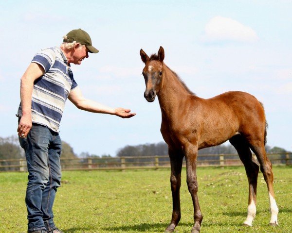 horse PS Sterntaler (Hanoverian, 2023, from Secret)