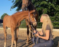 horse Sky du Mont HA (Westphalian, 2022, from Stanley)
