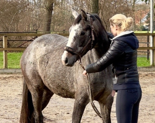 Pferd Zara (Hannoveraner, 2022, von Blue Hors Zackerey)