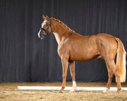 horse Divago vanˋt Molenbosch (Dutch Pony, 2019, from Dance Star AT NRW)