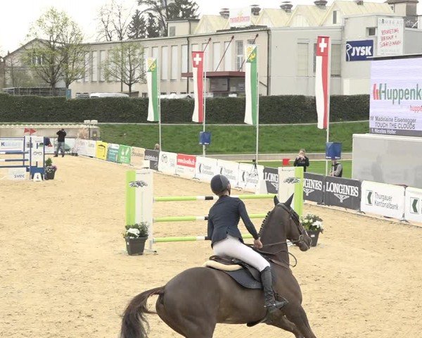 Reitturnier Amriswil 2024