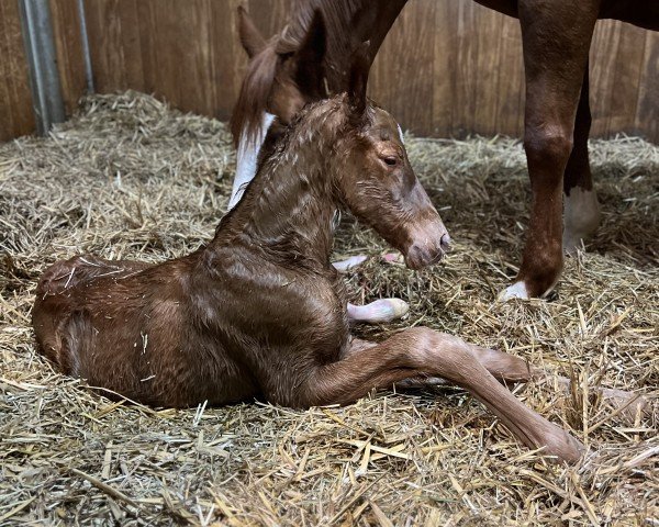 broodmare Stute von Vitalis / Everdale (Westphalian, 2024, from Vitalis)