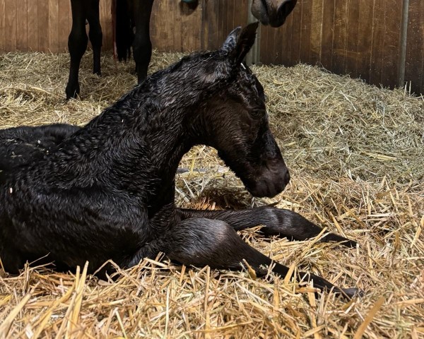 broodmare Stute von Kjento / Fürstenball (Westphalian, 2024, from Kjento)
