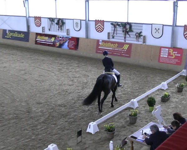 Reitturnier Borgholzhausen-Westbarthausen 2024