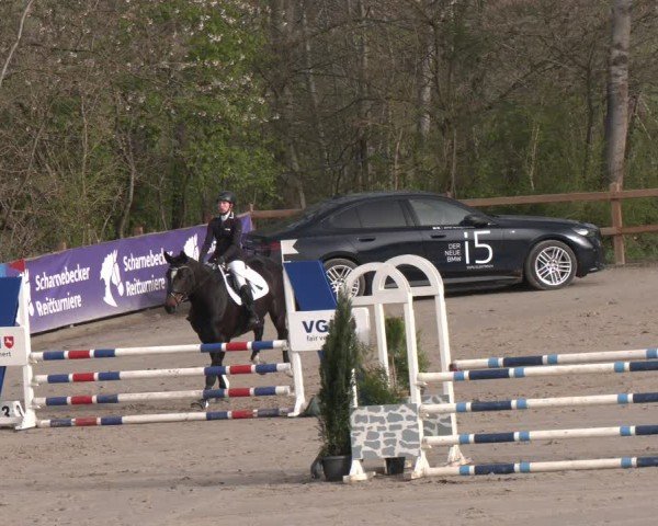 Reitturnier Scharnebeck 2024