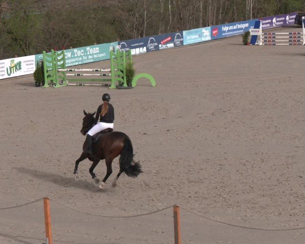 Reitturnier Scharnebeck 2024