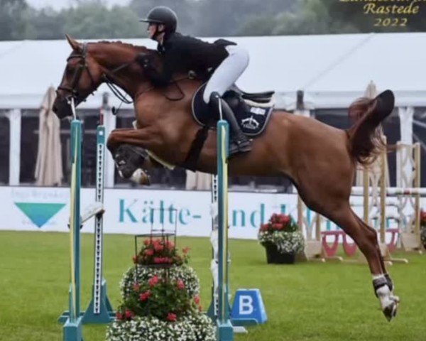jumper Curlysue 2 (Oldenburg, 2018, from Catoki)